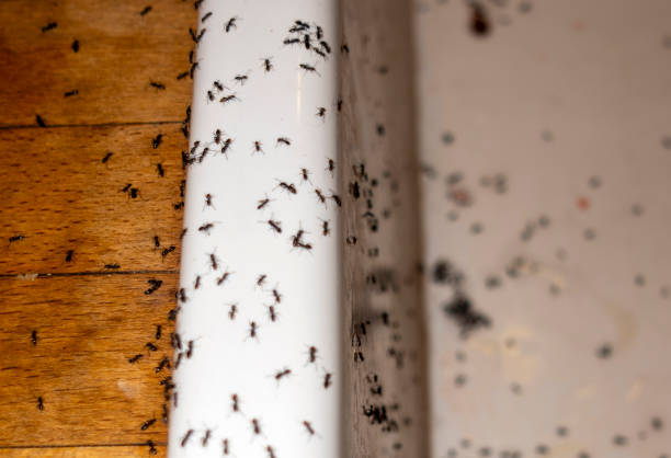 Best Insect Control  in Spirit Lake, ID